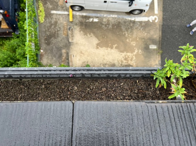 土が詰まり雑草が生えていた雨樋